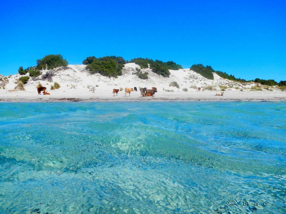 11181338 845037675578737 1173118310686678662 n - Le spiagge più belle della Sardegna