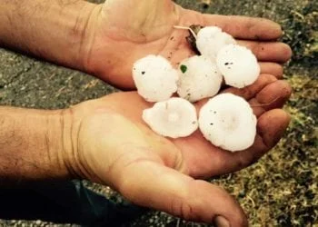 11229822 938890249524860 2259225563749721368 n 350x250 - Bortigali: la grandine si scaglia al suolo come proiettili