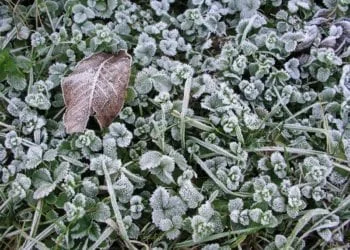 b1 350x250 - Un Natale senza neve che Natale è?