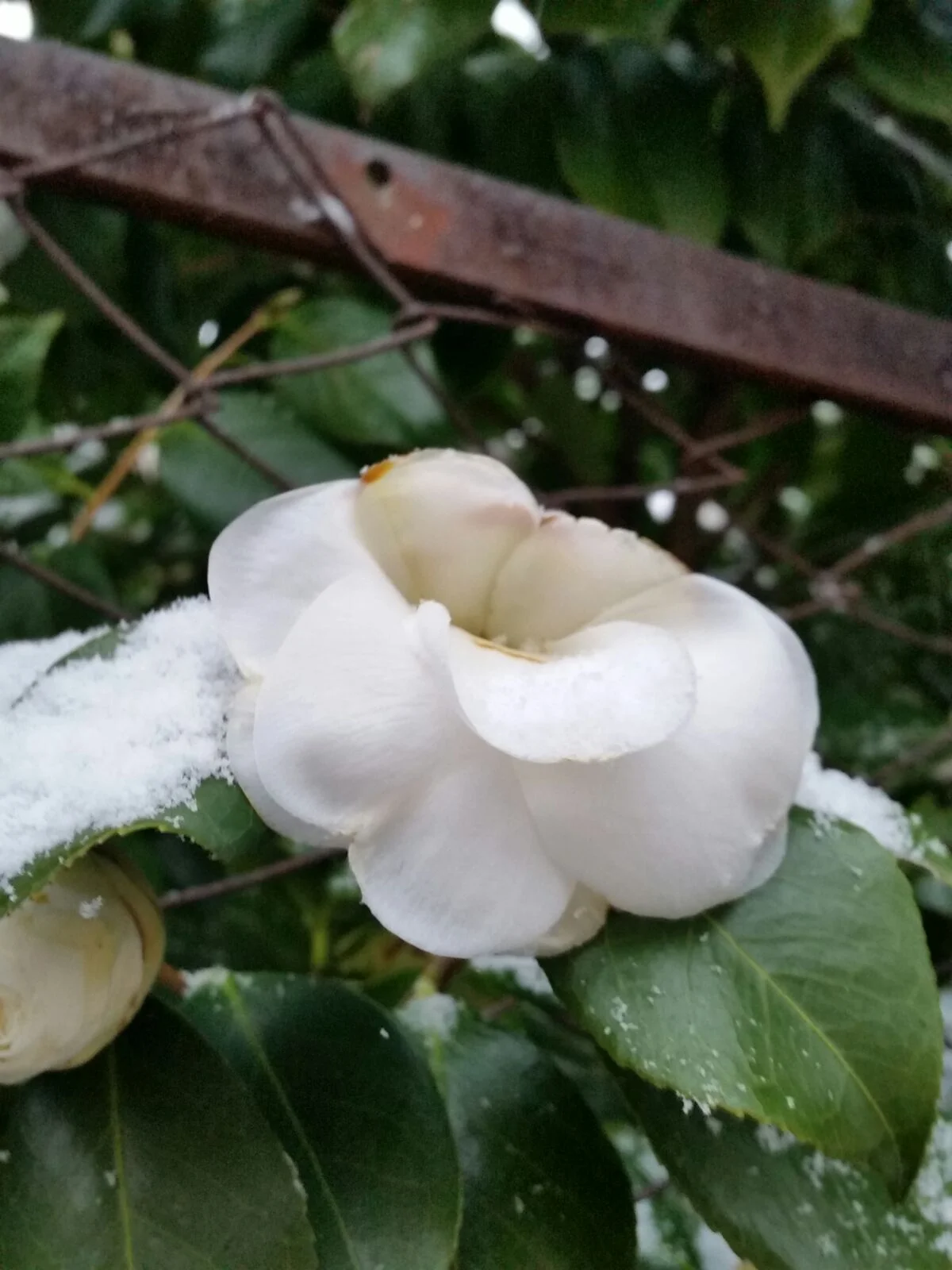 Desulo3 - Desulo, la neve cade abbondante: foto e video in real time