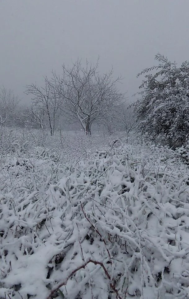 Nevve Ovodda 2 - Neve Desulo e Ovodda: le prime foto